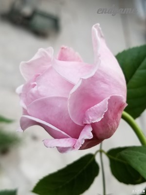 月季花。