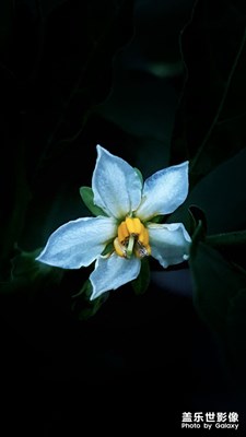 花開(kāi)花落