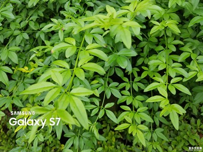 隨手拍…穹窿山隨拍