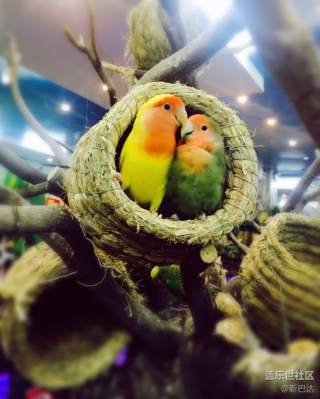 蓋樂世社區(qū)三歲啦！