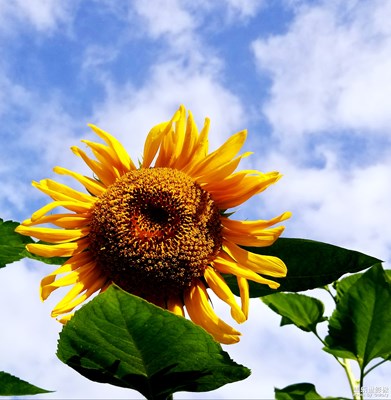 最美瞬間－向日葵花開