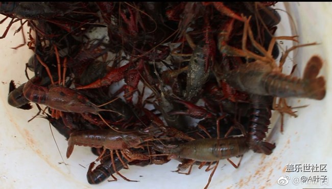 #社區(qū)三周年#合肥星部落邀您同行生態(tài)園