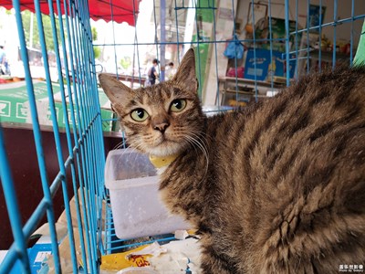 籠中的貓