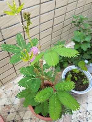 分享好心情，美麗的含羞草……