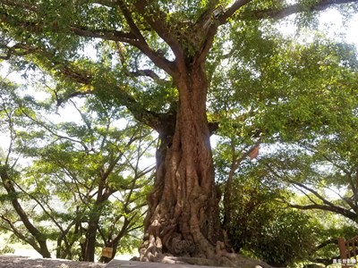 最美瞬間－古榕樹