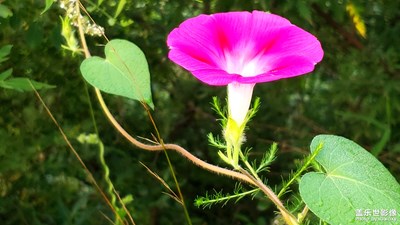 牽?；?--是否也牽動(dòng)著你思鄉(xiāng)的心和童年的記憶？