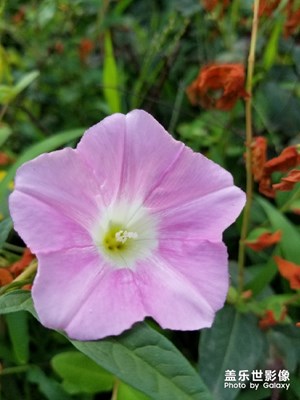 晨跑時看到的花花世界