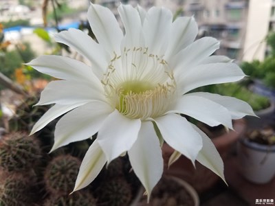 家里的仙人球開花了