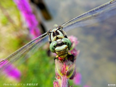 【微美畫面】+湖岸蜻蜓