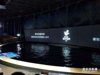 【“醉美”公園】+上海長(zhǎng)風(fēng)海洋公園