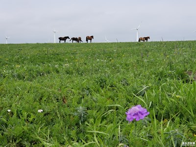 輝騰希勒高山草原