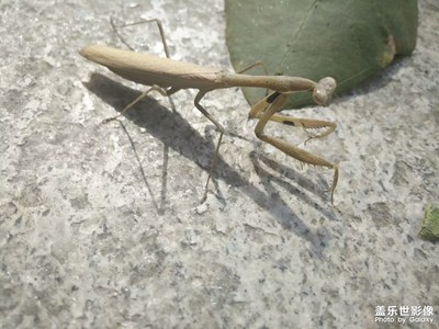 好久沒見過這小動物了