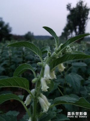 芝麻開花節(jié)節(jié)高