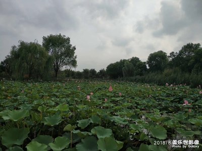 接天蓮葉無(wú)窮碧，映日荷花別樣紅