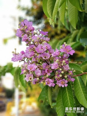 希望你也像它一樣美麗