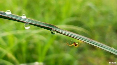 濯濯晨露香，明珠何聯(lián)聯(lián)