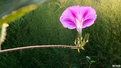 七夕---美麗的牽牛花也可以表達(dá)愛(ài)情