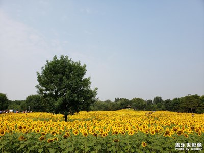 向陽花