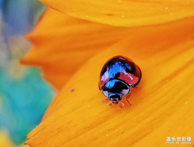 【定格美好】勤勞的“花姑娘”