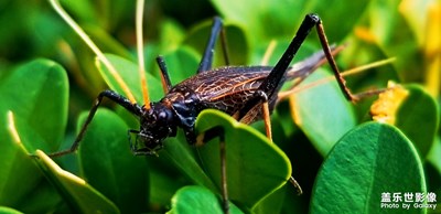 蟲(chóng)趣一組