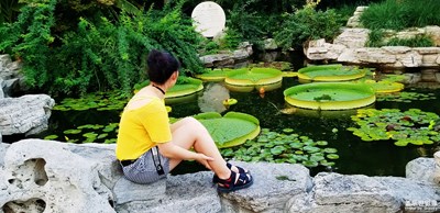 芙蓉出水獨(dú)稱王