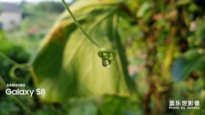 鄉(xiāng)村朝露