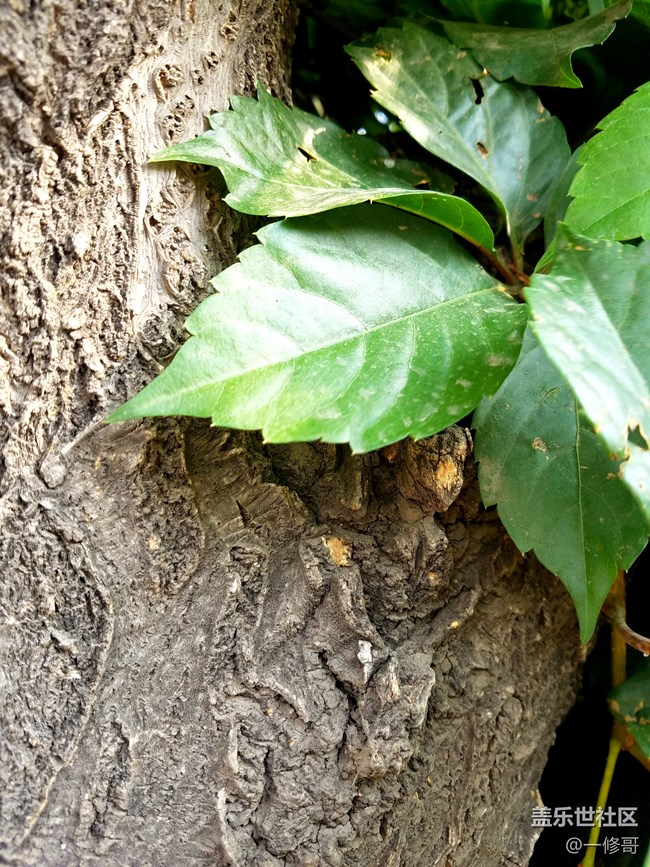 這是曾經(jīng)8.0第一版相機(jī)的最高境界了