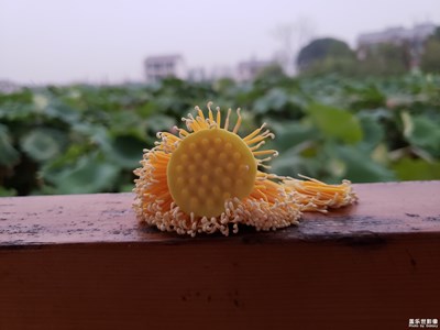 夜幕降臨前的一波