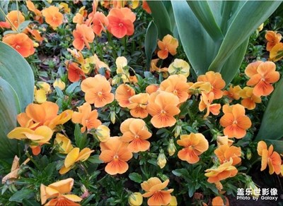 小區(qū)里的鮮花