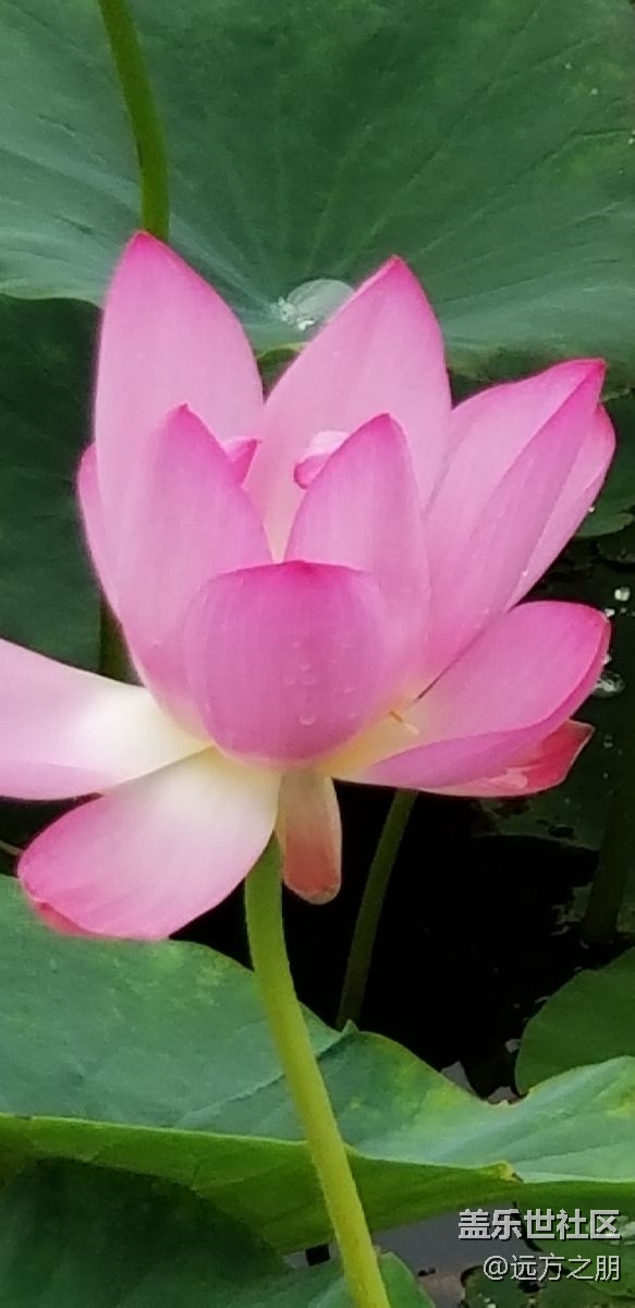 散步時(shí)note8隨拍