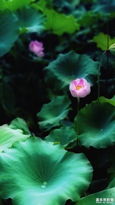 荷塘艷色