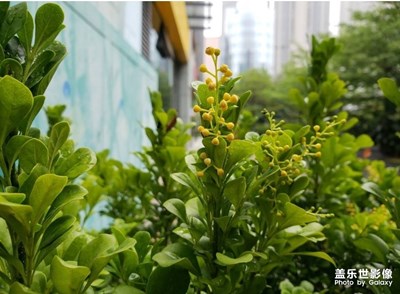 論三星的背景虛化