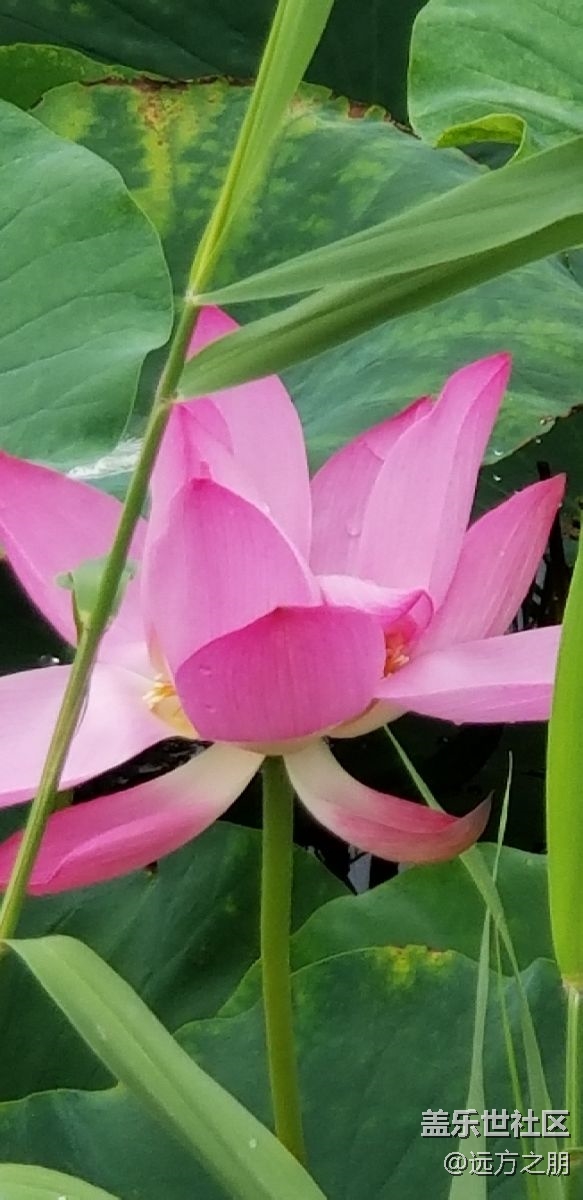 散步時(shí)note8隨拍