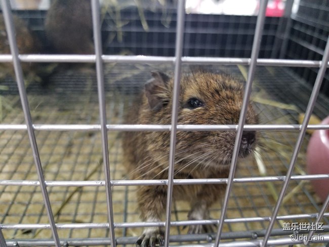 【活動回顧】上海星部落帶你玩轉(zhuǎn)亞洲寵物展