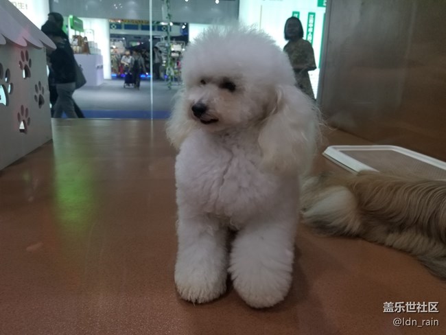 【活動回顧】上海星部落帶你玩轉(zhuǎn)亞洲寵物展