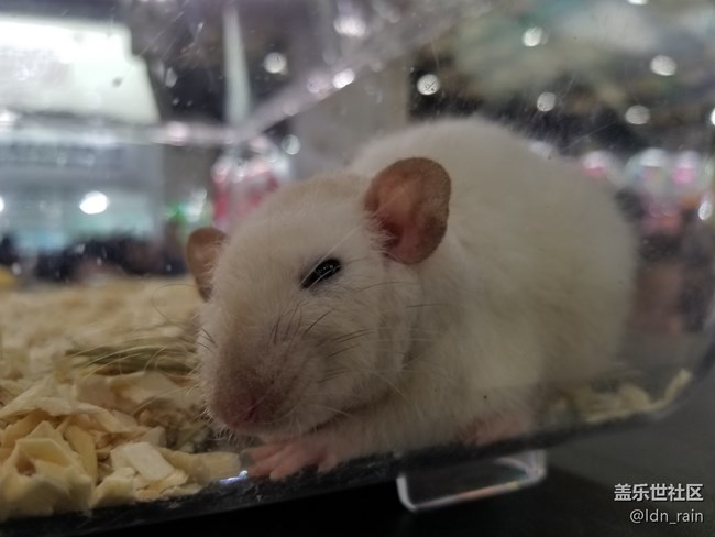 【活動回顧】上海星部落帶你玩轉(zhuǎn)亞洲寵物展