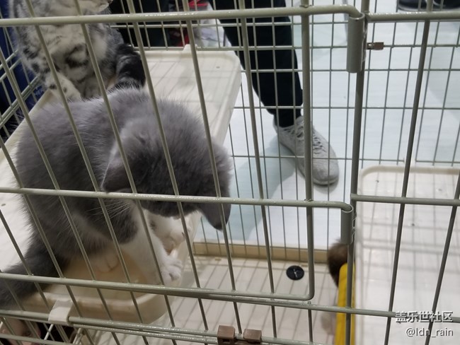 【活動回顧】上海星部落帶你玩轉(zhuǎn)亞洲寵物展