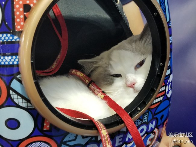 【活動回顧】上海星部落帶你玩轉(zhuǎn)亞洲寵物展