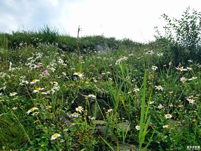 大美九龍灣之一：花草篇