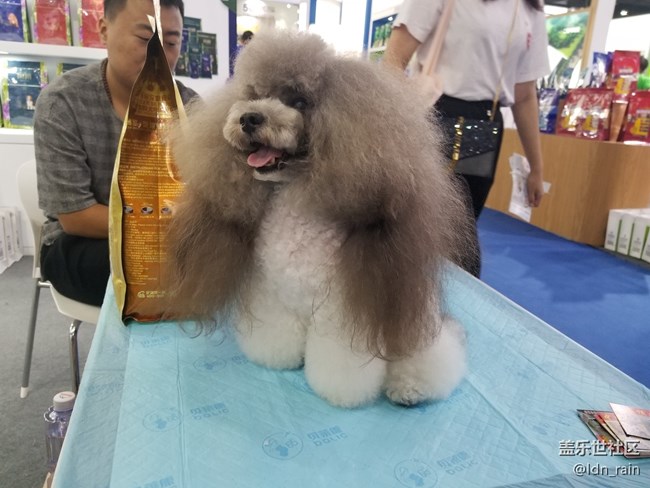 【活動回顧】上海星部落帶你玩轉(zhuǎn)亞洲寵物展