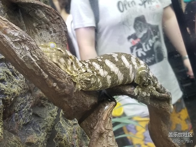 【活動回顧】上海星部落帶你玩轉(zhuǎn)亞洲寵物展