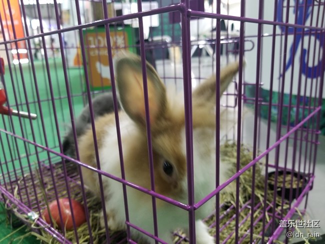 【活動回顧】上海星部落帶你玩轉(zhuǎn)亞洲寵物展