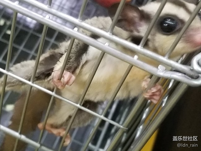 【活動回顧】上海星部落帶你玩轉(zhuǎn)亞洲寵物展