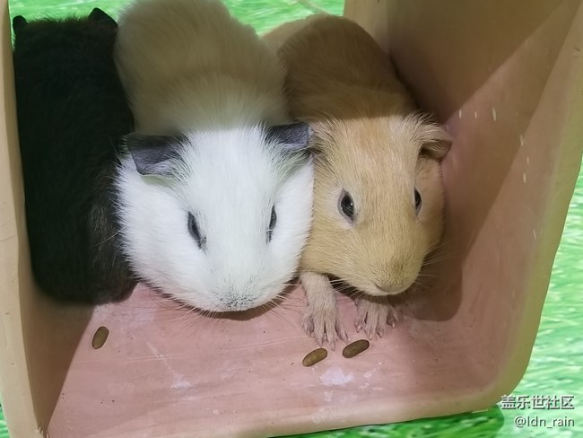 【活動回顧】上海星部落帶你玩轉(zhuǎn)亞洲寵物展