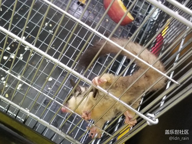 【活動回顧】上海星部落帶你玩轉(zhuǎn)亞洲寵物展