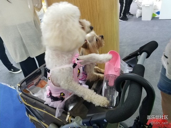 【活動回顧】上海星部落帶你玩轉(zhuǎn)亞洲寵物展