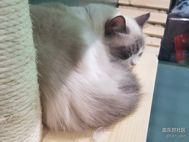 【活動回顧】上海星部落帶你玩轉(zhuǎn)亞洲寵物展