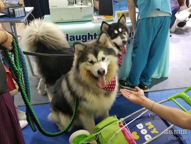 【活動回顧】上海星部落帶你玩轉(zhuǎn)亞洲寵物展