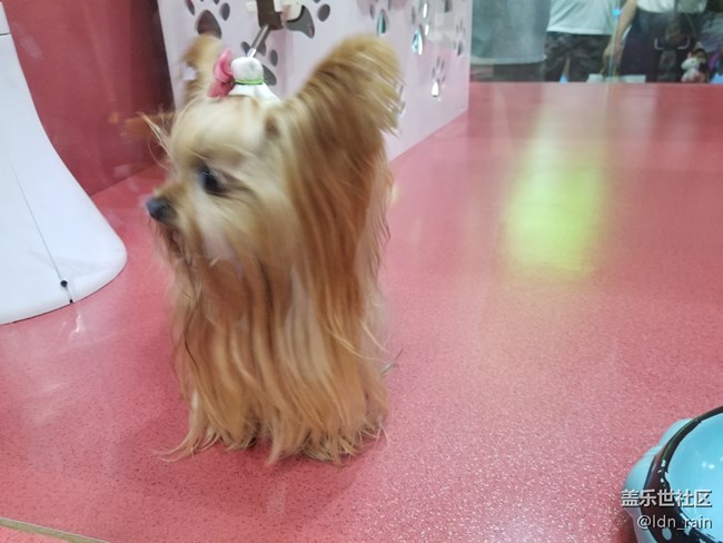 【活動回顧】上海星部落帶你玩轉(zhuǎn)亞洲寵物展