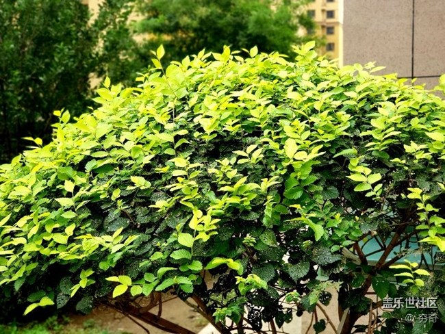 s9＋用戶上手note9最真實體驗！??！